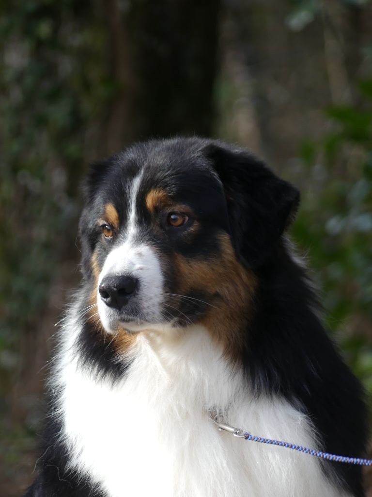 Pepper loup De La Forêt Qui Chante