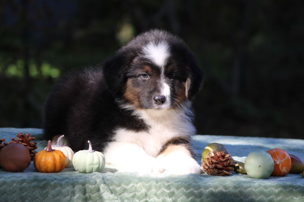 Ohitekah - Chiot disponible  - Berger Australien