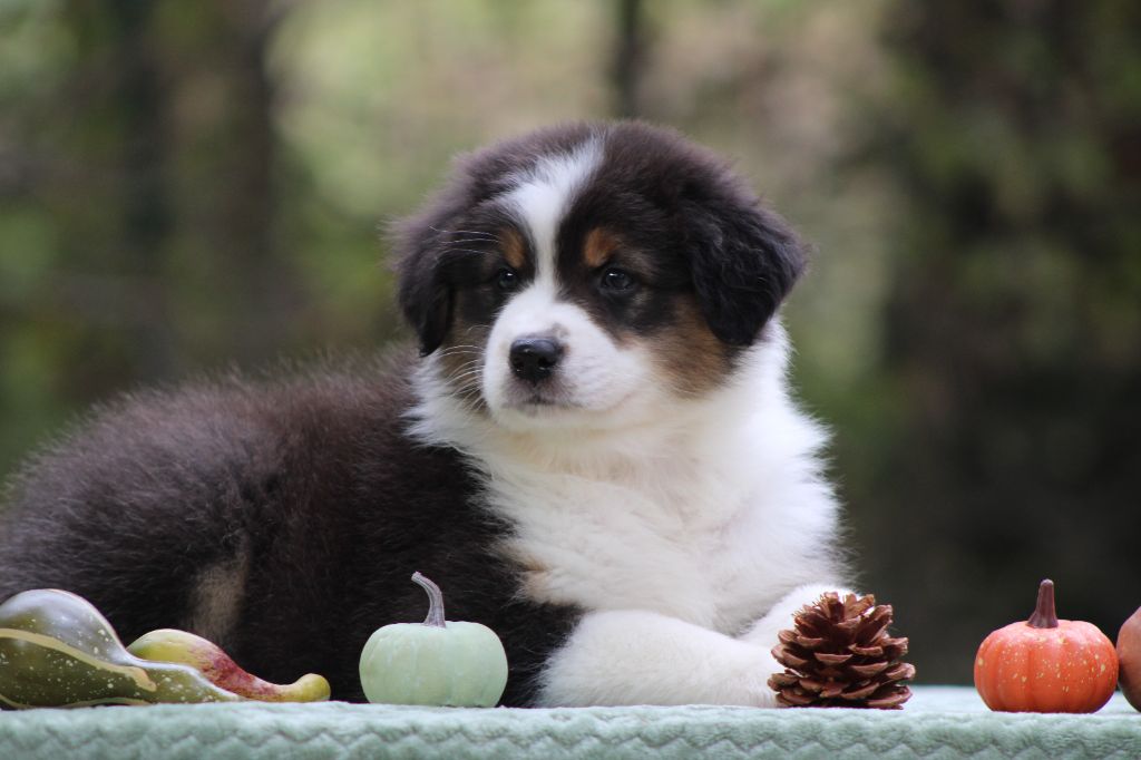 Ohitekah - Chiot disponible  - Berger Australien