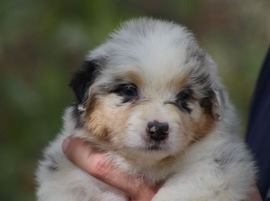 Ohitekah - Chiot disponible  - Berger Australien