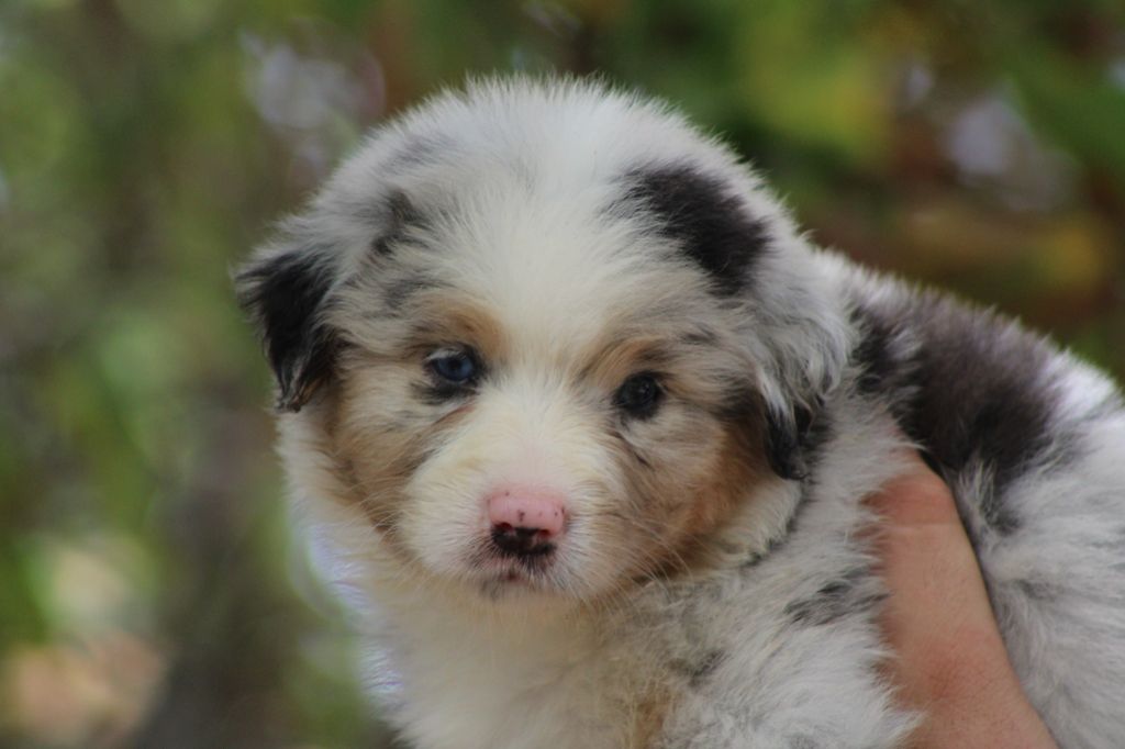 Ohitekah - Chiot disponible  - Berger Australien