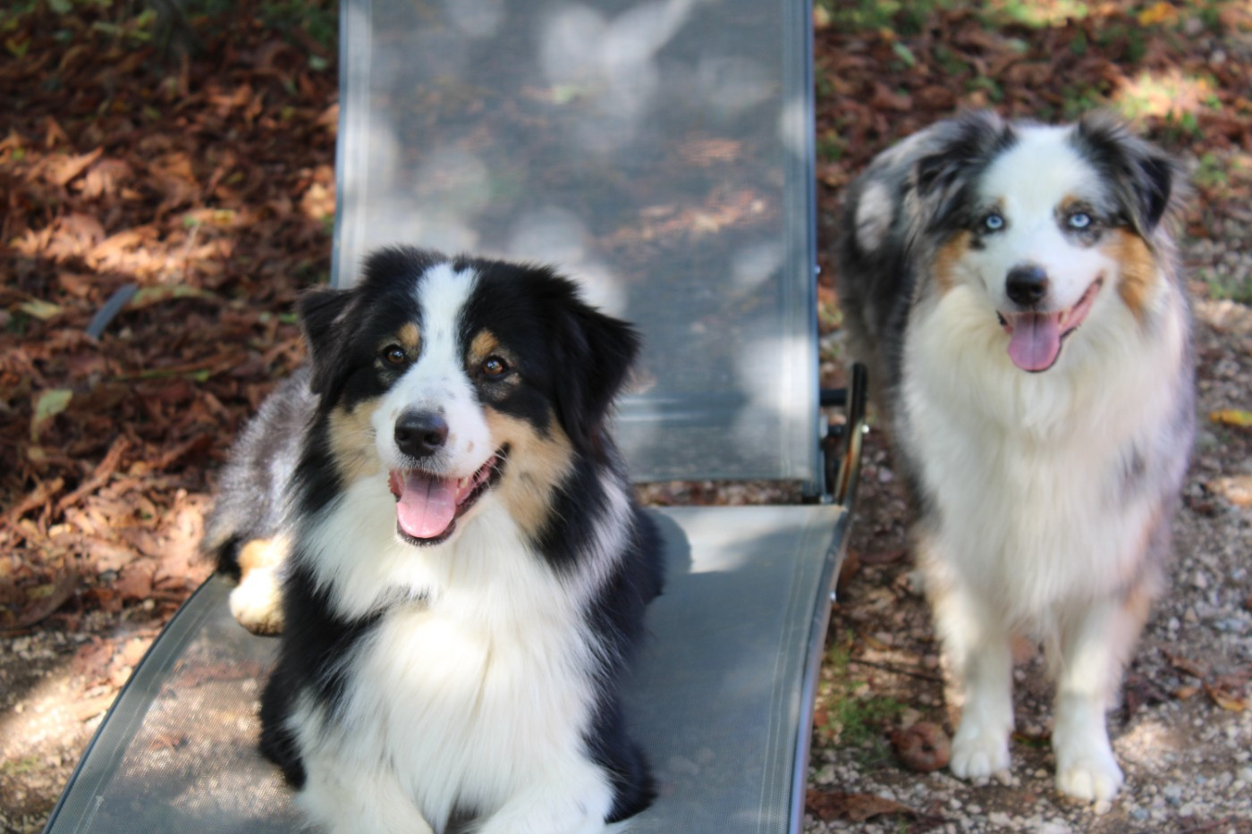 U'stralian tamarama beach Du Royaume Secret D'opaline