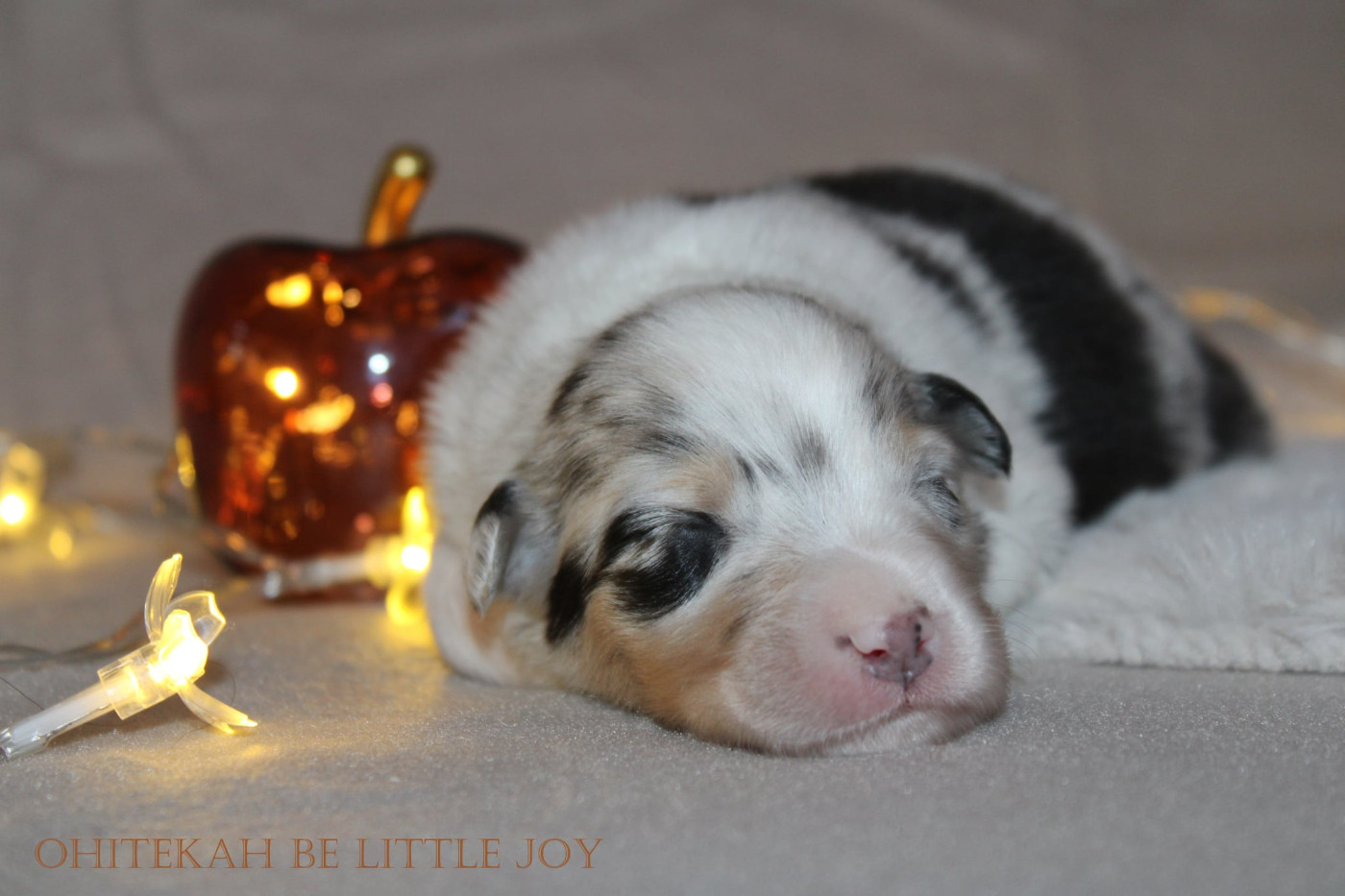 Ohitekah - Chiots disponibles - Berger Australien