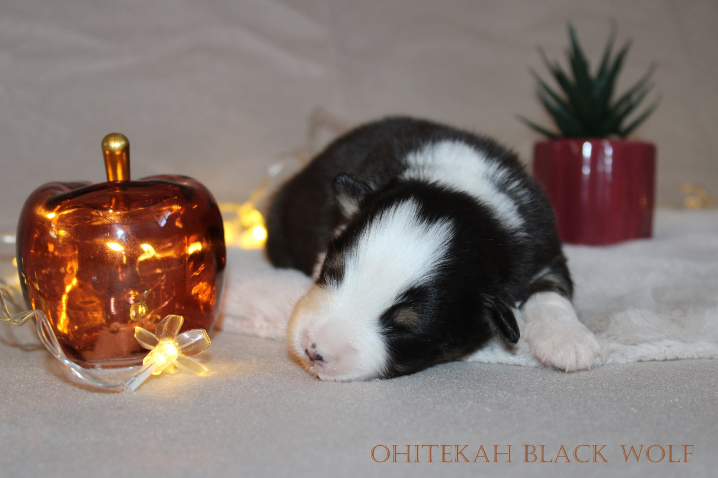 Ohitekah - Chiots disponibles - Berger Australien