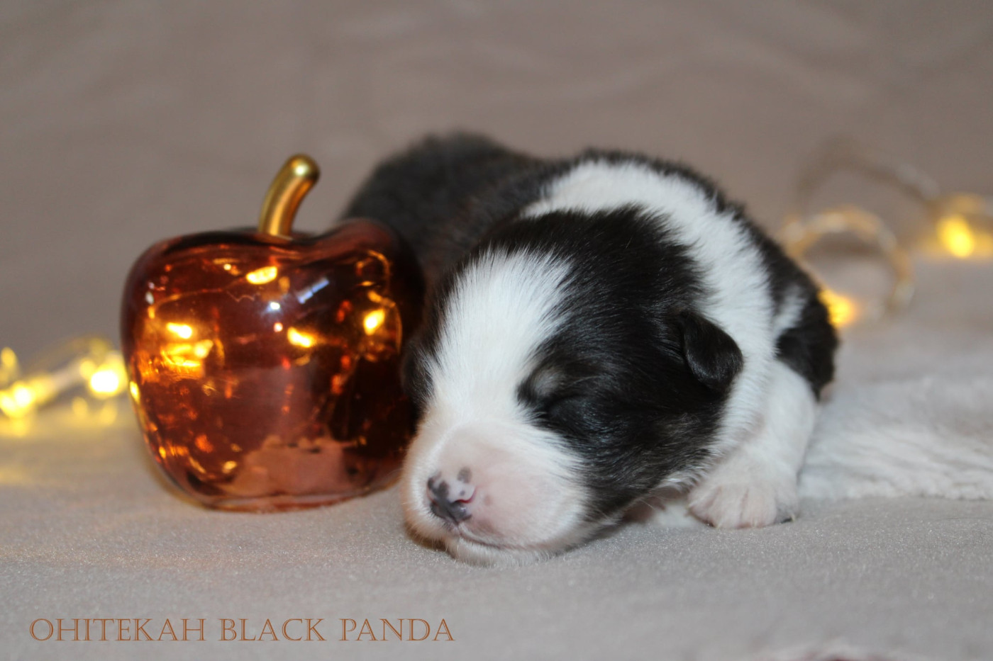 Ohitekah - Chiots disponibles - Berger Australien