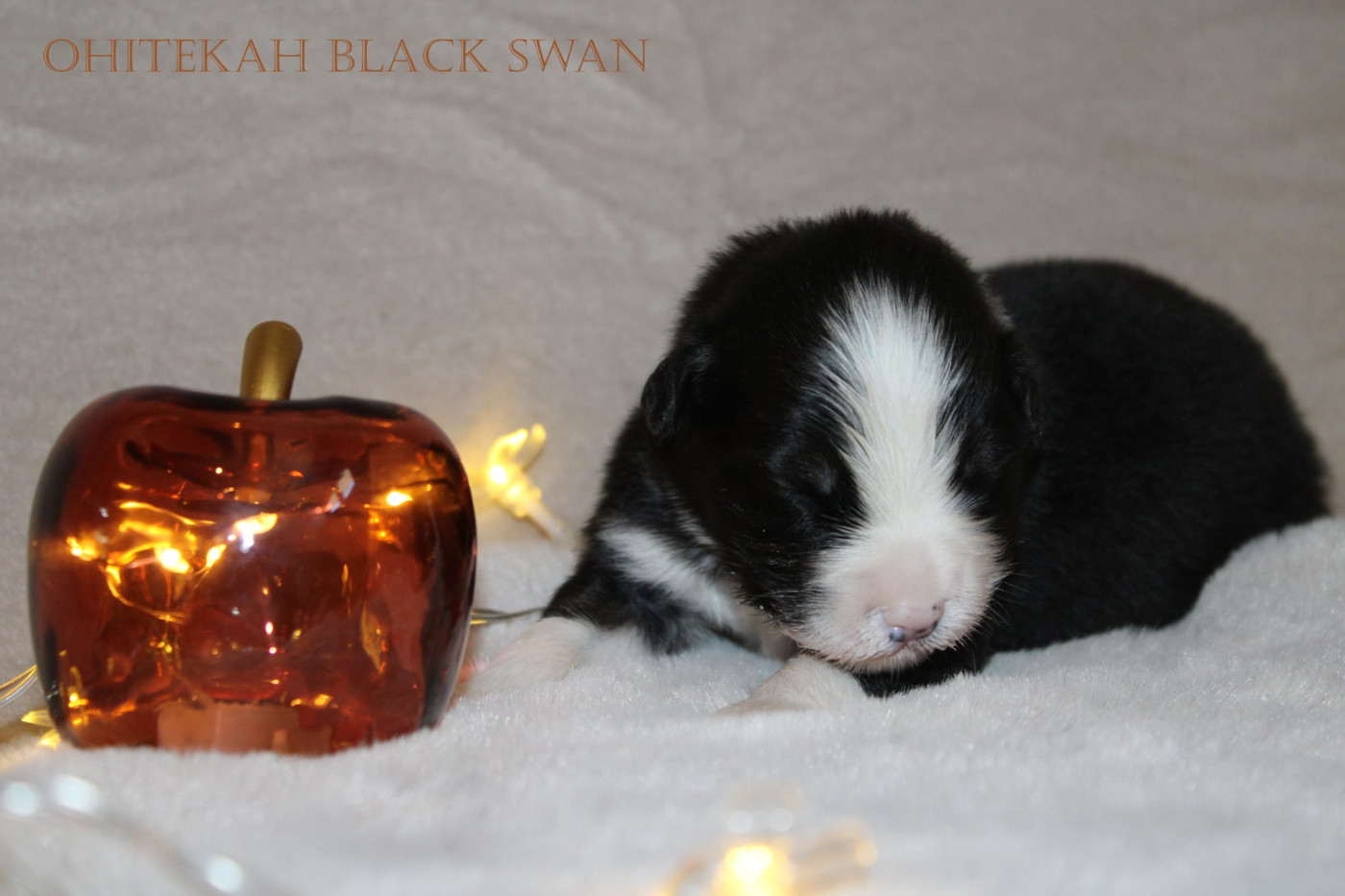Ohitekah - Chiots disponibles - Berger Australien