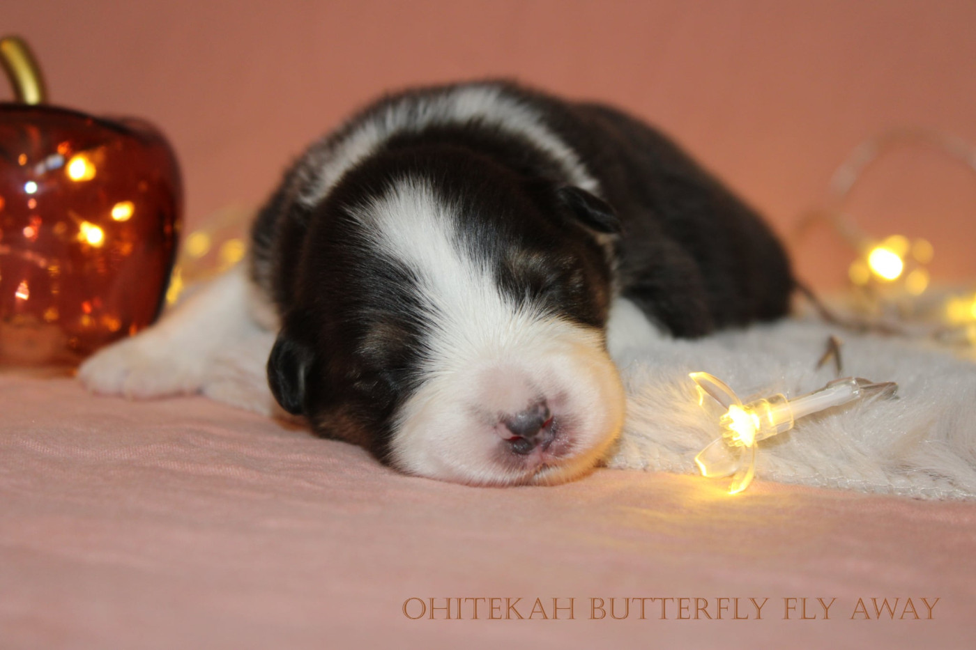 Ohitekah - Chiots disponibles - Berger Australien