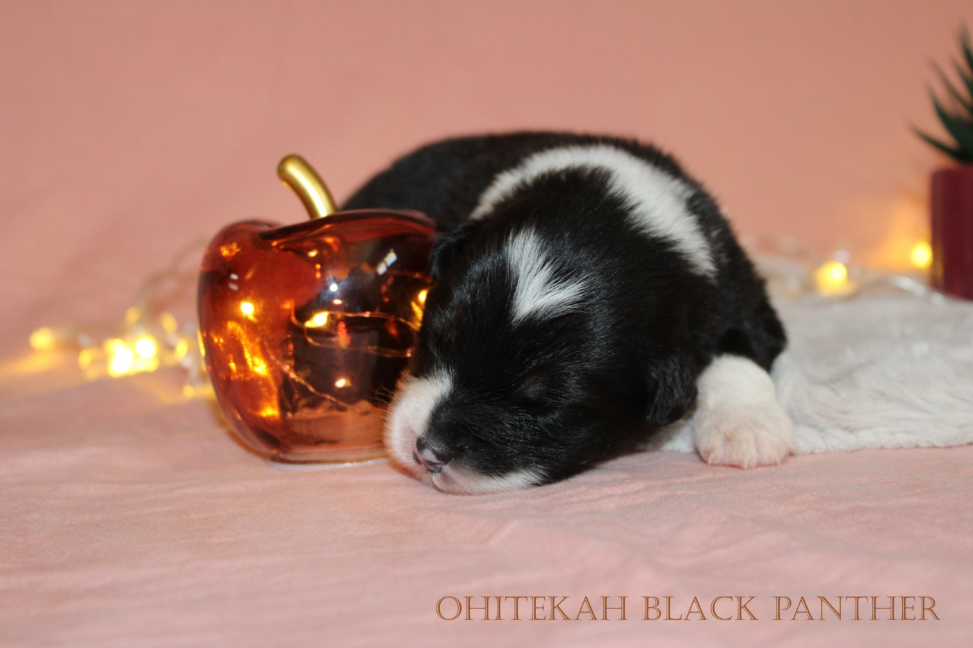 Ohitekah - Chiots disponibles - Berger Australien
