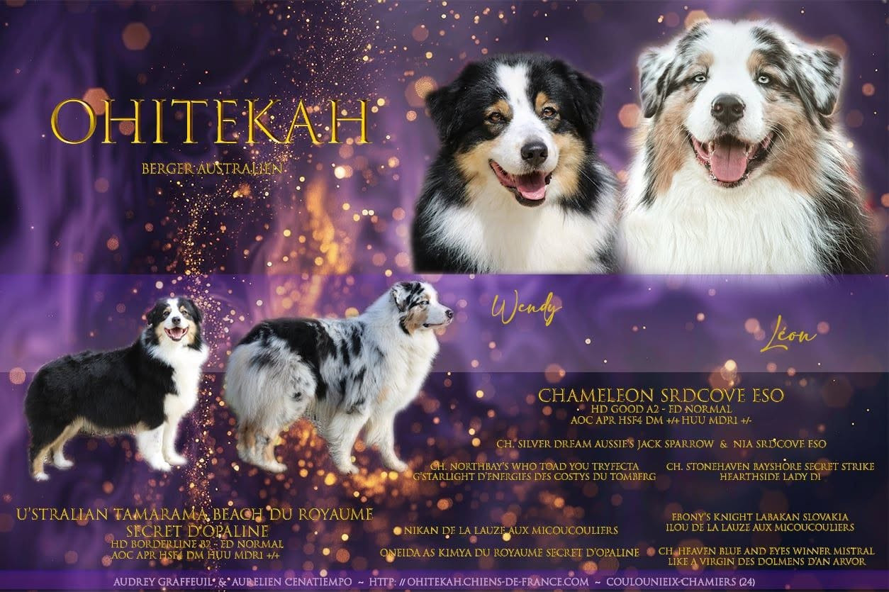 Chiot Berger Australien Ohitekah