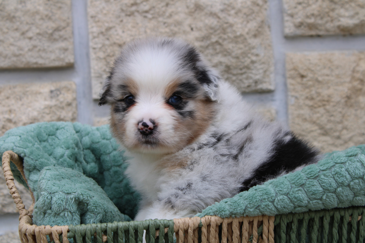 Ohitekah - Chiots disponibles - Berger Australien