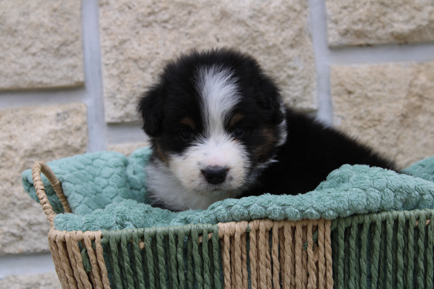 Ohitekah - Chiots disponibles - Berger Australien