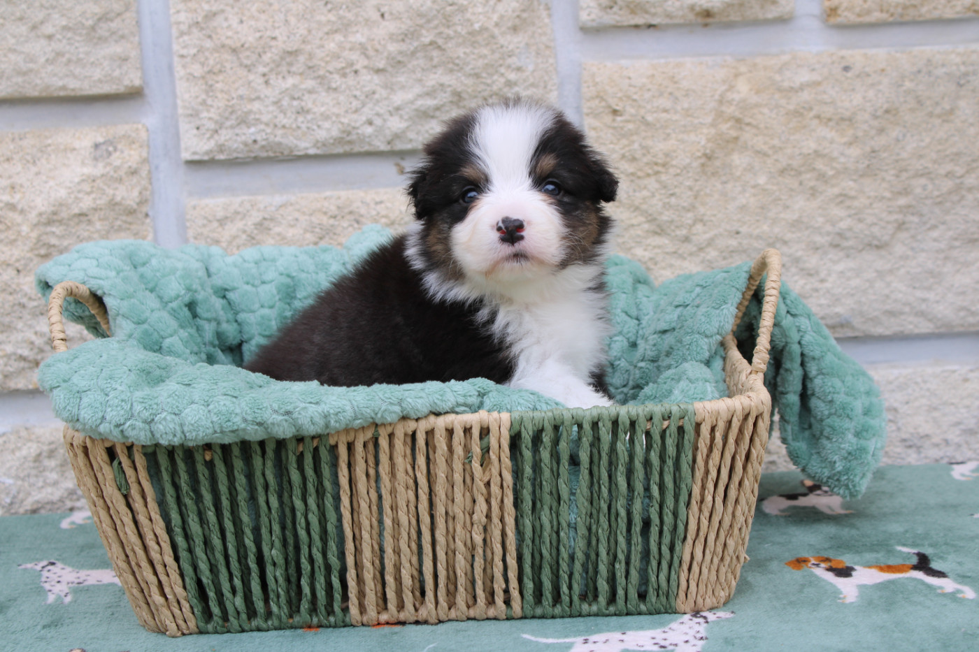 Ohitekah - Chiots disponibles - Berger Australien