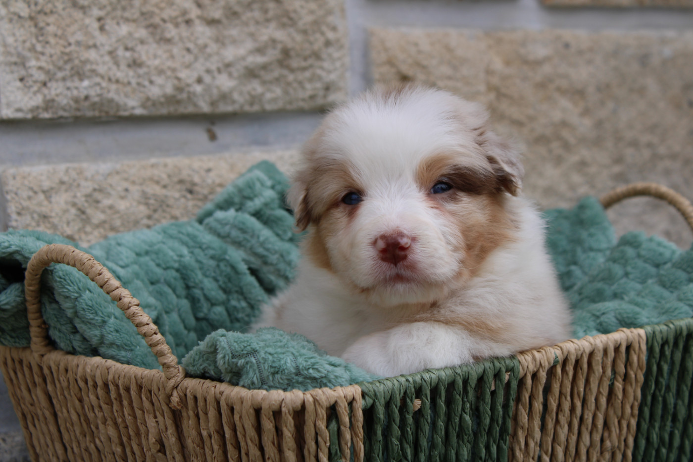 Ohitekah - Chiots disponibles - Berger Australien