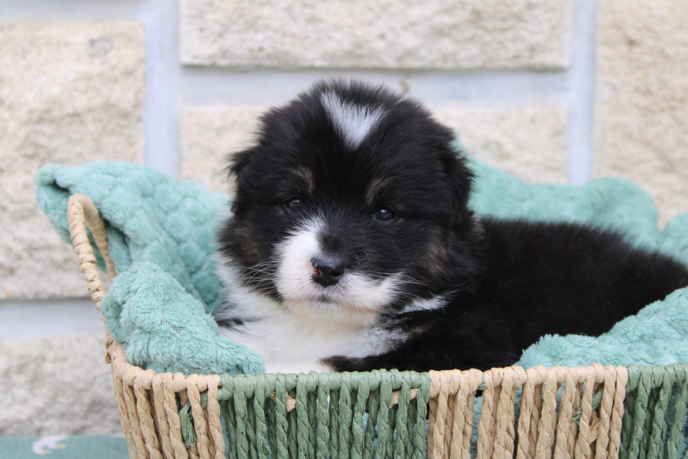 Ohitekah - Chiots disponibles - Berger Australien