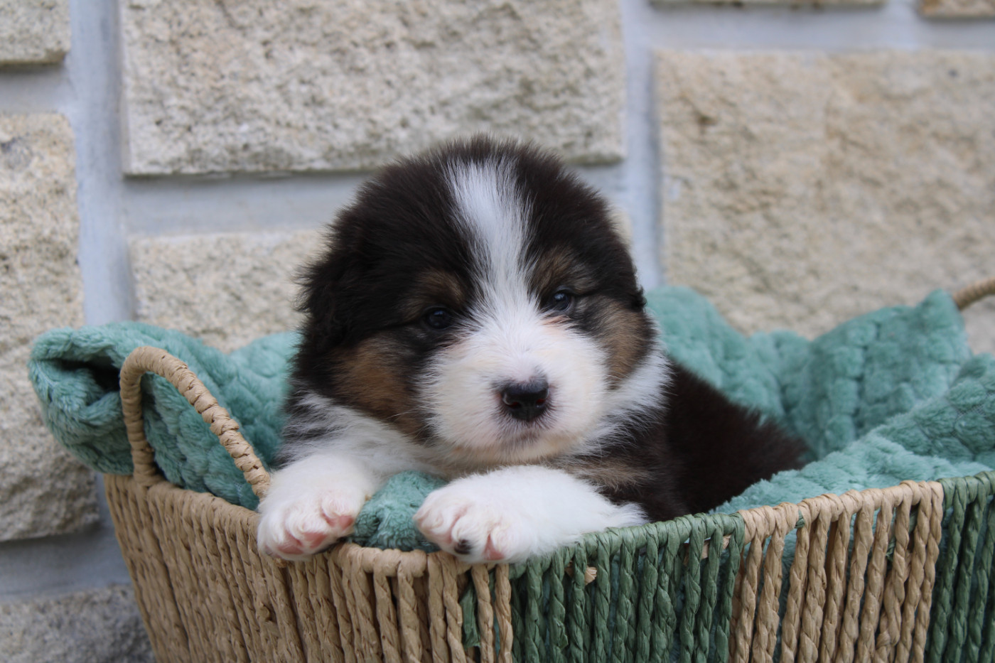 Ohitekah - Chiots disponibles - Berger Australien