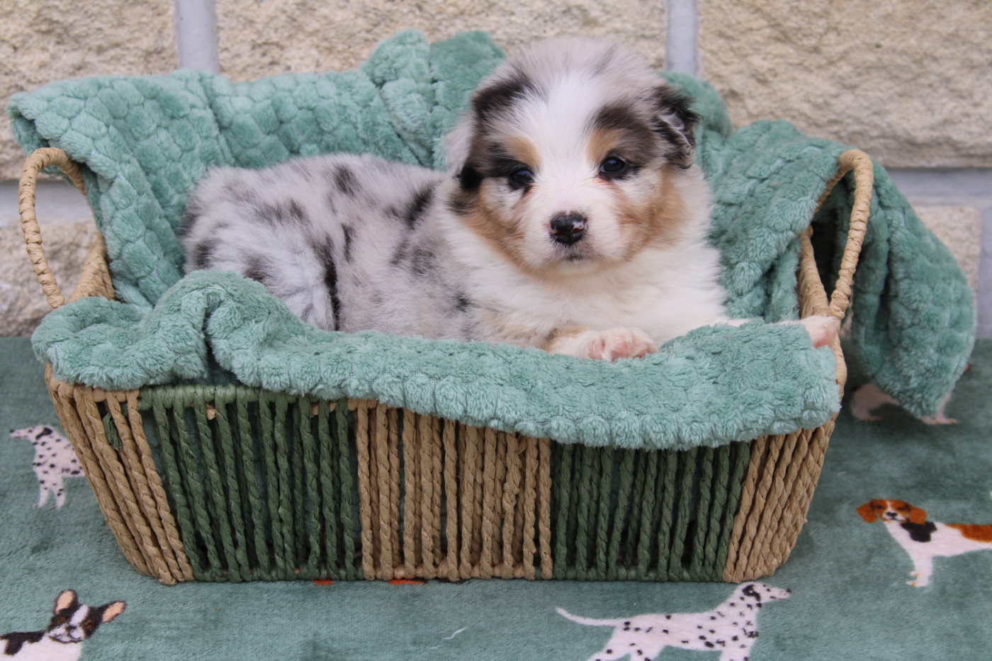 Ohitekah - Chiots disponibles - Berger Australien