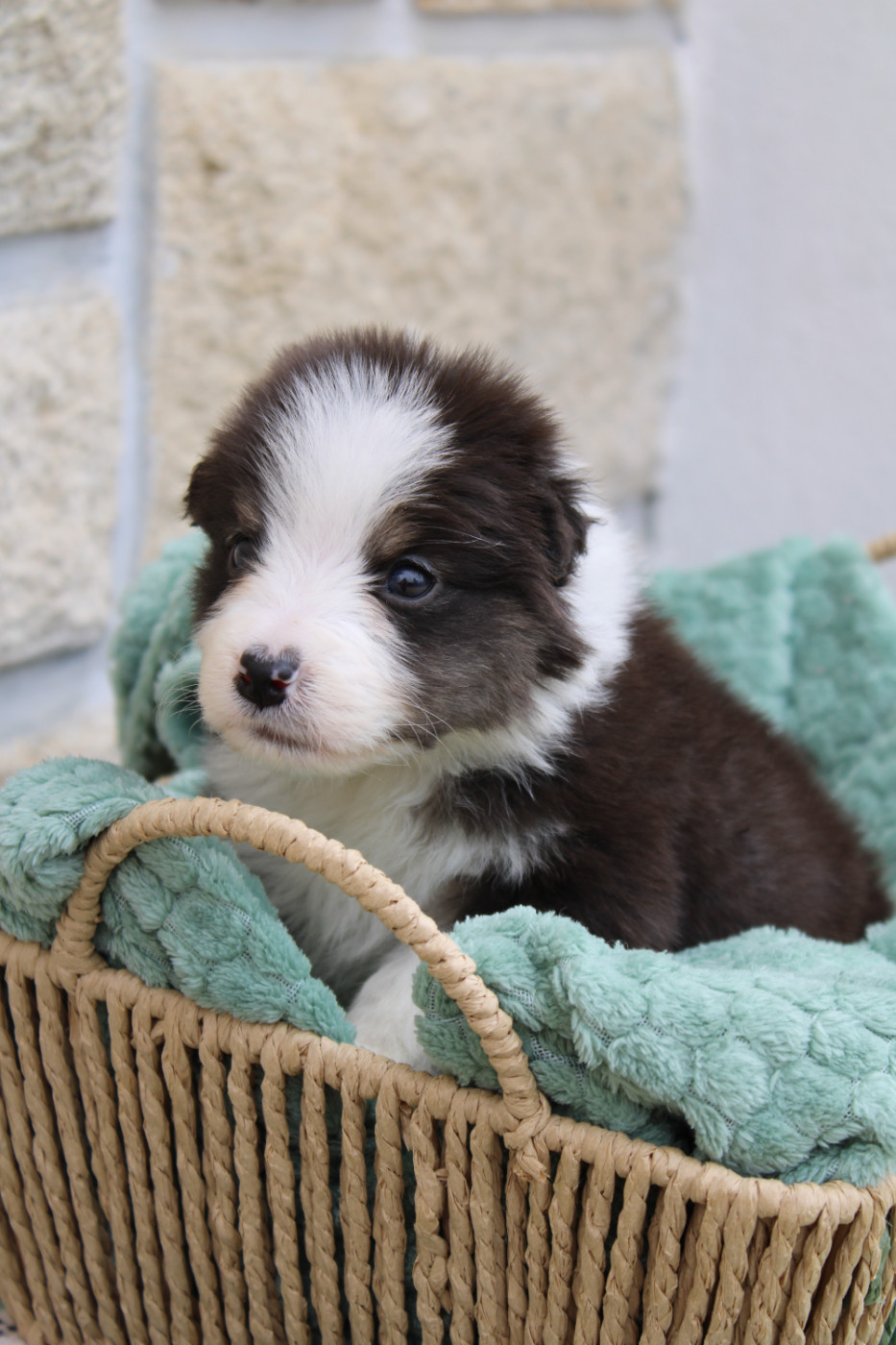 Ohitekah - Chiots disponibles - Berger Australien
