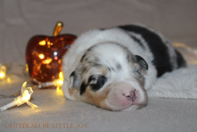 Be Little Joy
