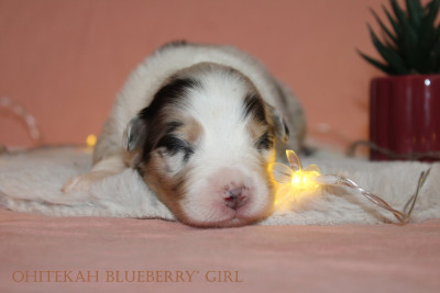 Blueberry' girl